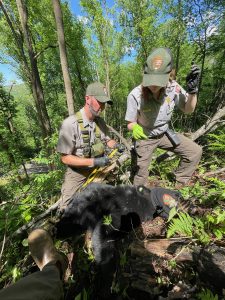 Park wildlife biologist Ryan Williamson and another member of his staff taking the vitals of a darted bear. Provided by Ryan Williamson.