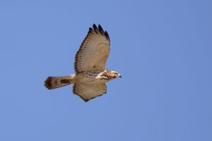 The migration of the broad-winged hawk can be seen from high elevations during mid to late September. Excellent vantage points include stops along the Blue Ridge Parkway and at Newfound Gap, Indian Gap, Clingmans Dome (a.k.a. Kuwohi), and Look Rock fire tower on the Foothills Parkway in Great Smoky Mountains National Park. Provided by Lauren McLaurin.