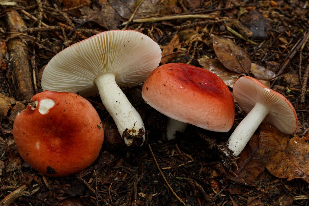 A typical mushroom is comprised of a cap, gills, and stem, which are important characteristics for identification; however, these features vary greatly depending on the species. Pictured: Russula betularum.