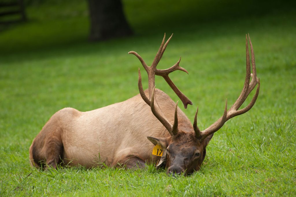 Absent from the Smoky Mountain landscape for 150 years, elk staged a return in 2001 with help from park biologists and resource managers. Provided by Joye Ardyn Durham.