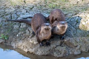 Northern river otters were reintroduced into Great Smoky Mountains National Park on February 27, 1986, after a 50-year absence due to overhunting and habitat destruction. Provided by Jonathan Eisen.