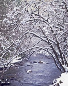 Snow coats the branches along the Middle Prong of Little River.
