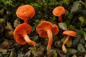 The kingdom of Fungi was not proposed until 1969 when Dr. Robert H. Whittaker recommended the five-kingdom classification of life. Up until this point, all life had been classified into two kingdoms—plants and animals—and fungi were considered to be plants. Pictured: Cantharellus cinnabarinus.