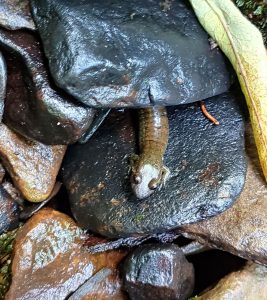 Since salamanders need to stay cool and moist, they spend most of their time under rocks and trees, avoiding the sun. Photo by Sue Wasserman.
