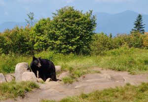 The bear Sue Wasserman encountered on Andrews Bald was tagged for aggressive behavior, likely due to being food conditioned by humans. Photo by Sue Wasserman.