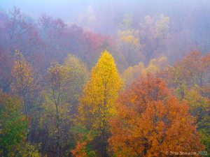 This image is from Foothills Parkway West in early November, one of the last enclaves of color for the season.