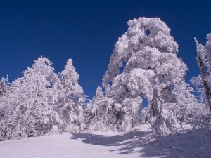 Fraser firs covered in snow and ice. Photo from GSMA Archives.