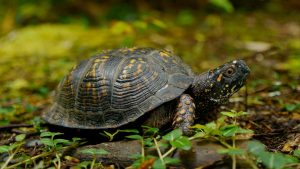 In Great Smoky Mountains National Park, eastern box turtles are most common in woodlands below 4,000 feet. They can be seen on roads during the day, especially after summer rains. They often spend hot, dry periods in creeks and puddles. Photo courtesy of GSMA.