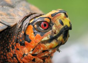 The eastern box turtle is the most terrestrial species of turtle in Appalachia. It is easy to distinguish the sexes, as the eyes of adult males are bright red. Provided by Andy Wilson.