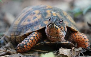 Like many reptiles, box turtles possess a keen homing ability that compels relocated individuals to try to return to their home area. They may expend substantial time and energy in a futile attempt to get back to familiar territory. Provided by Stephen V. Shepherd.