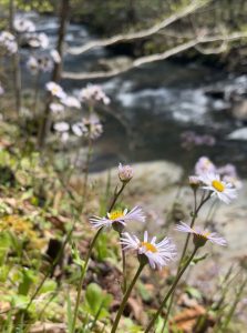 Robin’s plantain (Erigeron pulchellus) blossoms along a trailside creek in Great Smoky Mountains National Park. With a focus on spring wildflowers, this year’s Great Smokies Eco-Adventure, April 30 to May 2, will have participants examining brilliant blooms in the park. Photo by Jaimie Matzko.