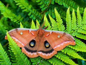 The polyphemus moth provides a source of nutrition for many other species in the food chain such as mammals like raccoons and squirrels, and insects such as wasps and ants. Keystone tree species such as oaks are necessary for polyphemus to thrive in the caterpillar stage. Provided by Hailey Meckenzie.