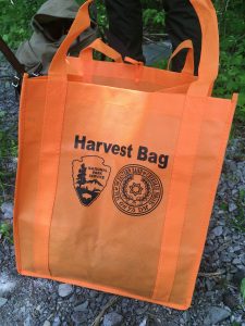 The sochan harvest agreement allows one bushel per week per person for each week of the harvest. A bushel is equivalent to a cloth grocery bag full, but most of the gatherers only bring out a quarter or half bag. Photo courtesy of NPS and EBCI.