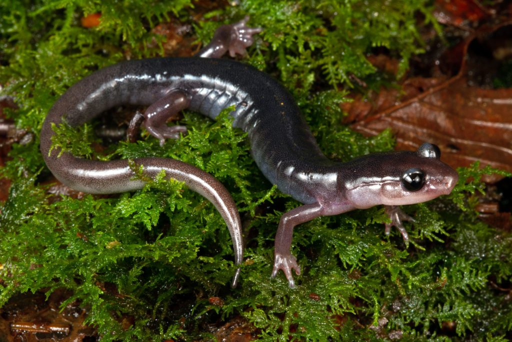 In the white light of day, the biofluorescence of the southern gray-cheeked salamander remains invisible to the human eye. Southern gray-cheeked salamanders maintain relatively small home ranges and inhabit the northern hardwood and spruce-fir forests of Southern Appalachia at elevations generally above 3,500 feet. Climate change and habitat disruption from pests like the hemlock woolly adelgid pose the most significant threats to the survival of this and other salamander species found only at the highest elevations in the Smokies. Photo by Todd W. Pierson.