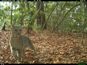 Part of the reason the bobcat is rarely seen is that it is remarkably camouflaged. The fur on its back and sides is light to dark brown with black streaks and spots. Its characteristic bobbed tail has distinct black bands on the upper side but is white below, distinguishing it from the lynx. Provided by National Parks Conservation Association and Wildlands Network.