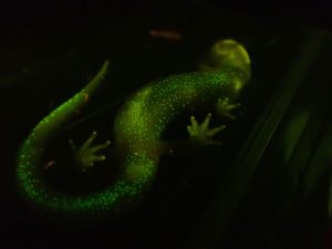 Biologist Jonathan Cox likens the biofluorescent pattern found on the stomachs of male southern gray-cheeked salamanders to a starry night sky. The differences Cox and Fitzpatrick discovered between male and female southern gray-cheeked salamander biofluorescence could suggest the hidden ability plays a role in mate selection. Provided by Jonathan Cox.