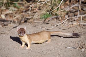 With an elongated body and a high metabolism, long-tailed weasels are highly active as they search for prey day and night. Like other mustelids, they move in a series of gallops, arching their back with each bound. Image by John Krampl.