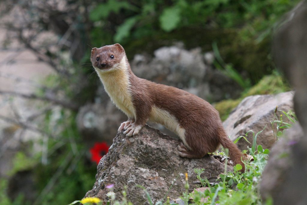 For years, scientists have been working to find live examples of the least weasel in the Smokies. Despite its diminutive size, this smallest member of the mustelid family and the smallest carnivore in the world has a more forceful bite pound-for-pound than a lion, tiger, or bear. Image by Christoph Moning.