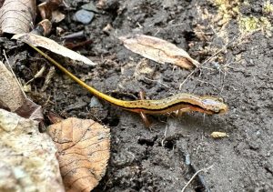 A Blue Ridge two-lined salamander scurries beneath leaf litter near Chimney Tops in Great Smoky Mountains National Park. Blue Ridge two-lined salamanders typically forage for small invertebrates at night near the forest floor. Provided by NPS.