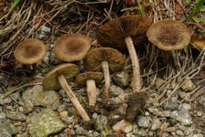 Inocybe sphagnophila is an ectomycorrhizal fungus that associates with birch (Betula alleghaniensis) and spruce (Picea rubens). Photo: Chance Noffsinger.