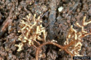 Ectomycorrhizae on the outside of tree roots. Photo by Robert L. Anderson, USDA Forest Service, Bugwood.org