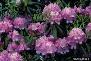 Rhododendron, which is known to form ericoid mycorrhizal associations in the Smokies. Photo by Robert L. Anderson, USDA Forest Service/ Bugwood.org.