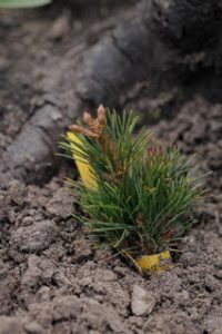 Pine seedling that has been inoculated with the ectomycorrhizal fungus Suillus and subsequently planted on an old burn site. Ectomycorrhizal fungi benefit young trees especially in harsh and nutrient poor environments. Photo by Chance Noffsinger.