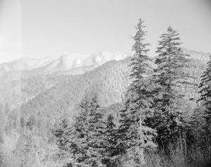 An image captured in the Smokies by Henry Lix during his tenure as a naturalist in the park. Provided by GSMNP archives.