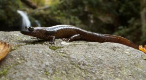 A Cherokee blackbelly salamander (Desmognathus gvnigeusgwotli) observed near Grotto Falls in Great Smoky Mountains National Park. The salamander’s scientific name translates roughly to ‘black belly’ in the Cherokee language. Photo by Brian Gratwicke via iNaturalist, CC.