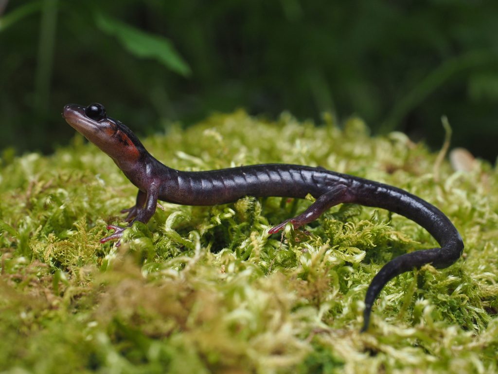 Red-cheeked salamanders (Plethodon jordani) are found only at higher elevations in the Great Smoky Mountains. Photo by Dean Stavrides via iNaturalist, CC.