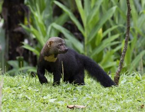 Found in Central and South America, the  tayra is also a member of the mustelid family. Photo  by Ninahale/Wikipedia.