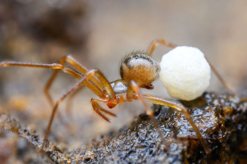 A recent study by Marshal Hedin and Marc Milne identified three new-to-science species of the spider genus Nesticus living in Great Smoky Mountains National Park. This photo shows an adult female Nesticus nasicus carrying her egg sac. Provided by Marshal Hedin.