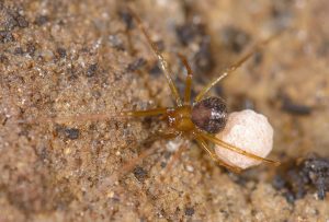 Nesticus spiders are commonly referred to as scaffold web or cave cobweb spiders. This species, Carter’s cave spider (Nesticus carteri), is found primarily within the Appalachian mountain range, where it makes its home in dark, subterranean crevices. Provided by Marshal Hedin.