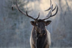 At nearly 14 years old, Bull B is one of the oldest elk in the Smokies. He remains a dominant male in the Oconaluftee Valley thanks to his impressive size and formiddable antlers.