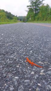 Although larger animals like deer or black bear are often the most obvious forms of roadside wildlife for passing travelers, salamanders and many other small amphibians and reptiles must also cross roadways to find food, shelter, or a mate. Relatively minor modifications to existing culverts and drainage systems along highways can help smaller animals cross these roads safely. Provided by Sue Wasserman.