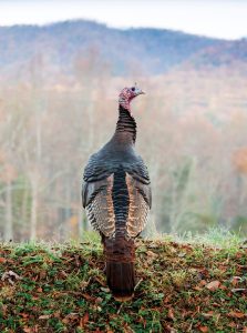 Keenly aware of the presence of predators, turkeys will reduce their gobbling and move considerable distances to elude hunters according to Ryan Williamson, a wildlife technician with Great Smoky Mountains National Park. Provided by Joye Ardyn Durham.