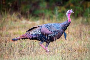 The male eastern wild turkey has dark plumage with striking bronze, copper, and green iridescent colors. Females are usually duller in color than males, which helps camouflage them while they are nesting. Provided by Warren Lynn.