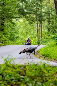 In the Smokies, some of the best places for viewing turkeys are in the relatively open fields of Cades Cove, Cataloochee, and Oconaluftee, along forest edges, and in open woodlands and forest clearings. Provided by Quintin Ellison.