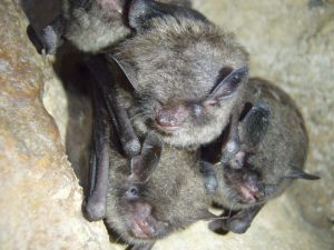 One mammal protected by the Endangered Species Act, which turns 50 on December 28, is the endangered Indiana bat, which has declined drastically during the past 40 years despite recovery efforts. A cave in Great Smoky Mountains National Park houses a colony of 6,000–10,000 bats. Provided by Anne Froschauer.