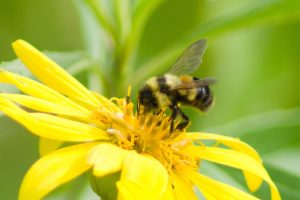 The Endangered Species Act, which turns 50 on December 28, protects the rusty-patched bumble bee, a rarely seen endangered arthropod and pollinator living in Great Smoky Mountains National Park. Provided by Paul Sweet.