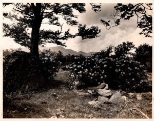 When she first arrived in Western North Carolina, Angelyn Whitmeyer hiked to the site of this image, “Rhododendron in the Craggies” by George Masa, ca. 1924. Courtesy of the Daniels Graphics Miller Printing Collection.