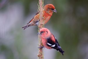 The white-winged crossbill, a medium-sized stocky finch with a crisscrossed bill, was recorded in the Smokies by naturalist Arthur Stupka in 1963, and another record shows it made a second accidental appearance in 1981. Provided by Owen Strickland.