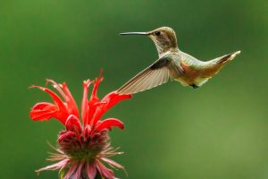 Normally only found in the western US, an accidental rufous hummingbird was seen at Clingmans Dome and added to the park list in 2020. Provided by Jeff Bartlett.