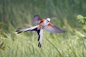 Fred Alsop, author of “Birds of the Smokies,” found an accidental scissor-tailed flycatcher in Cades Cove while leading a birding tour. It would normally be found in more southern states. Provided by Nathan Vaughn.