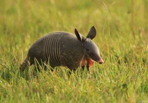 The nine-banded armadillo has begun showing up in Great Smoky Mountains National Park in recent years, possibly “hitching a ride” with humans in vehicles. It’s appearance may illustrate the slow but steady range expansion of species that is a normal part of evolution. Provided by Leo Lagos.