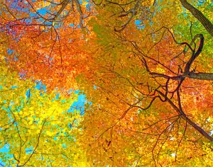 Colorful fall foliage. Provided by Robert Miller.